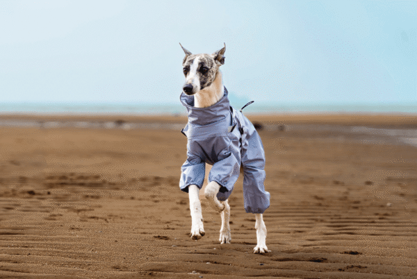 Imperméable 4 Pattes avec Harnais Intégré