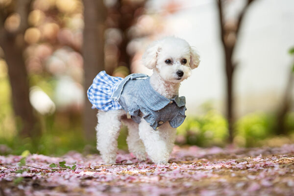 Robe en Jean et Vichy avec Col Claudine