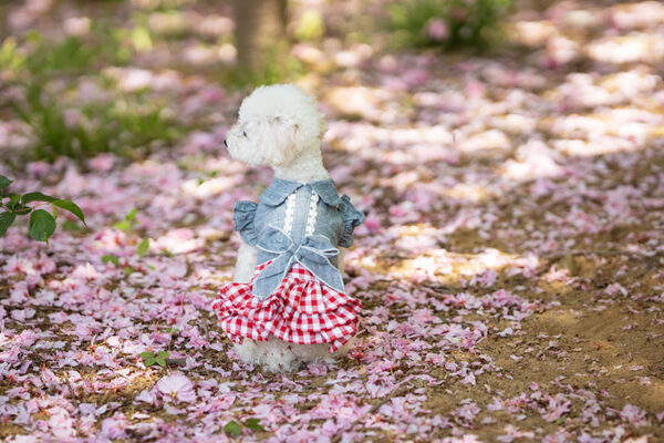 Robe en Jean et Vichy avec Col Claudine